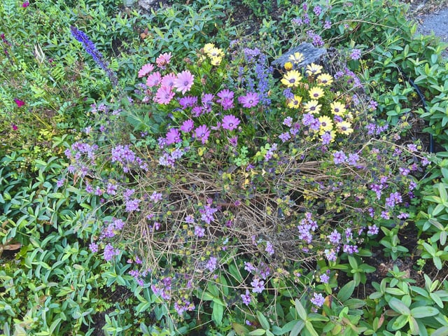 Planted flowers inside of a rotting tree stump – Reddit Post