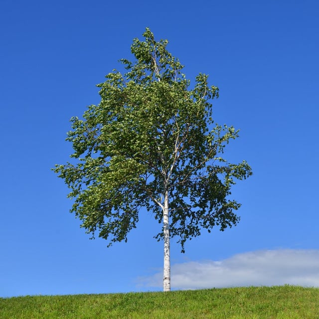 Is it unwise to grow a silver birch 7m from my house, next to patio & fence?