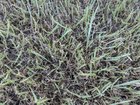 What’s wrong with my new lawn
