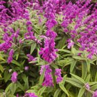 Flowers from the garden – Reddit Post