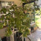 How healthy is this Camelia?