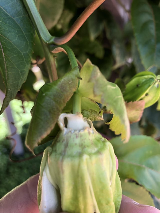 Passionfruit problem.
