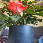 My very confused Christmas cactus produced a flower in mid-April. – Reddit Post