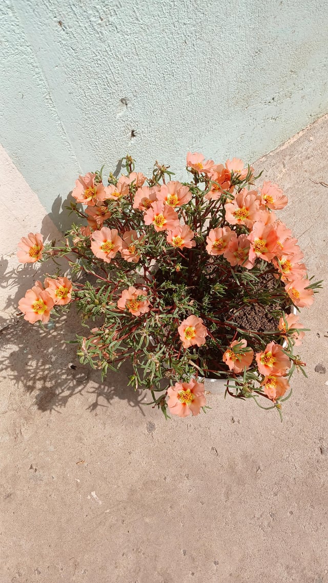 my flowers 💐 – Reddit Post