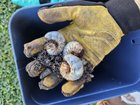Never encountered grubs this big!