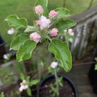 First apple blossoms on a 2 year old tree. – Reddit Post