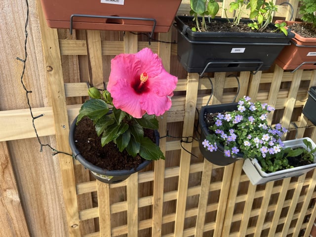 My hibiscus bloomed today! She’s so lovely. Worth the wait.