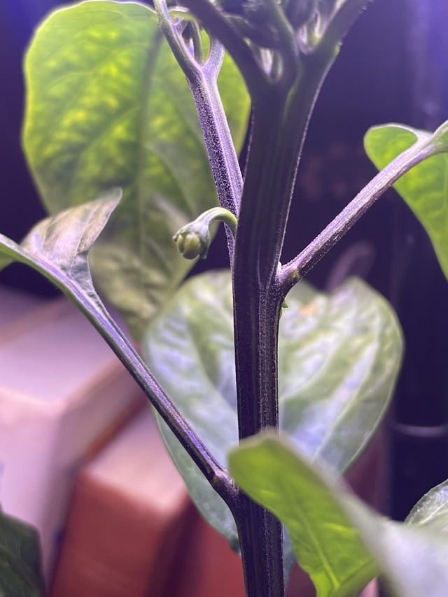Are these baby peppers? 🥳 – Reddit Post