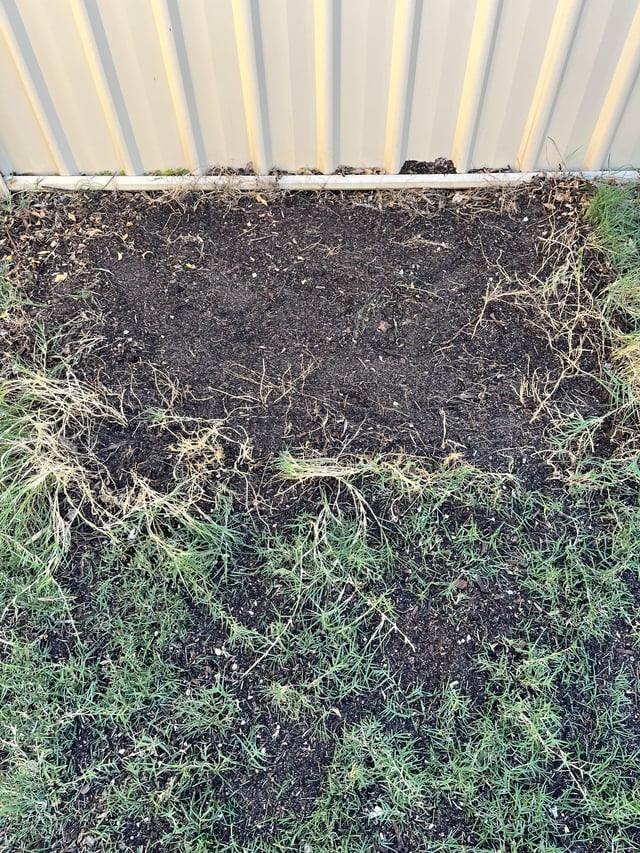 Help!! How to regrow grass?