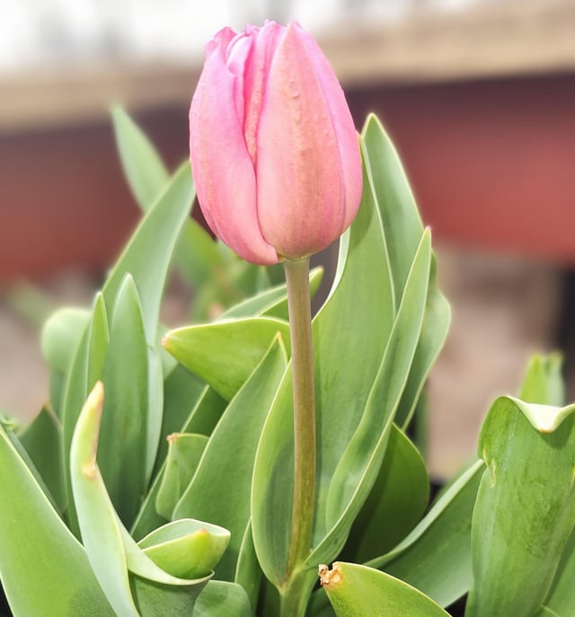 First tulip bloom always brings me joy – Reddit Post