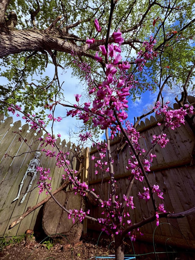 baby’s first bloom since planting her last year. isn’t she a beaut! – Reddit Post