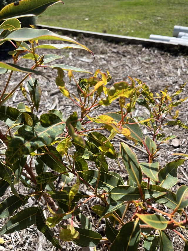 Why are my flowering gums new leaves like this?