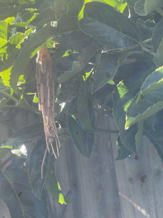 What is that thing under my passionfruit?