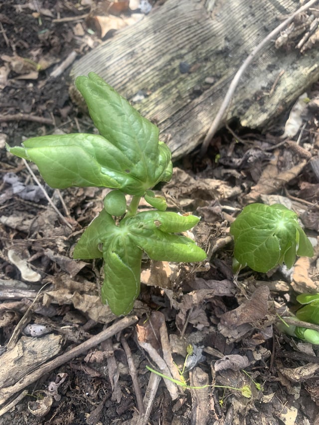 After 8 years of gently coaxing this mayapple, it’s finally spreading and flowering! – Reddit Post