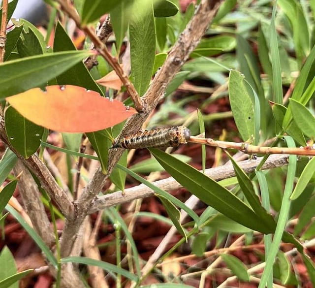 Settled into a new garden and suddenly these peeps appear after a rain. Anyone have an ID?