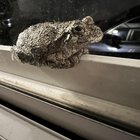 Little toad sitting on my screen door 😂😅 – Reddit Post