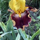 First fancy Bearded iris of the year! 💙 – Reddit Post