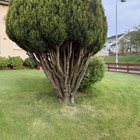 My Neighbour wants me to cut back this tree – Help!