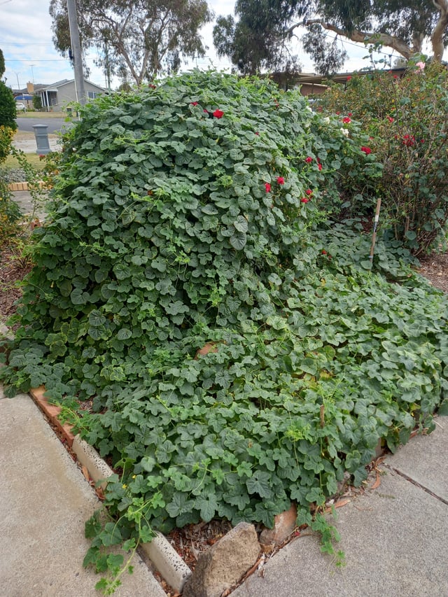 Zucch? Will it fruit? Or will it kill the rose bushes?