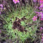 What’s going on with my Irish saxifrage?