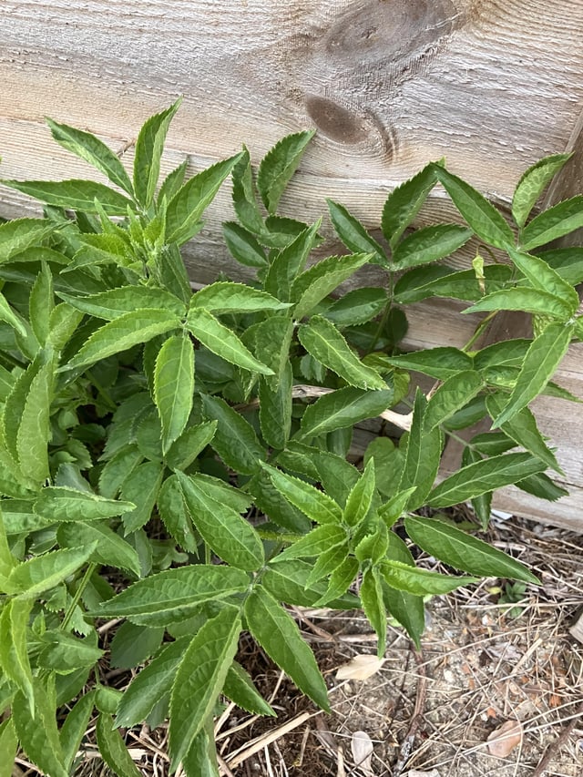 What is this growing next to my fence?