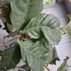 Any idea what’s attacking the plant