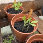 First Year Allotmenting