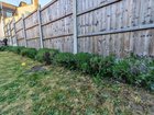3rd year of my lavender hedge experiment