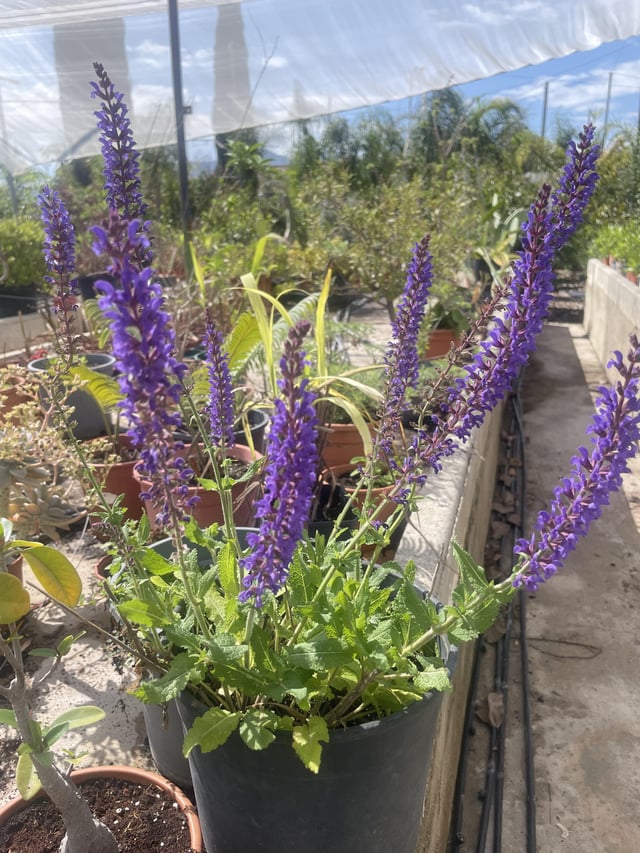 Is it Lavender? – Reddit Post