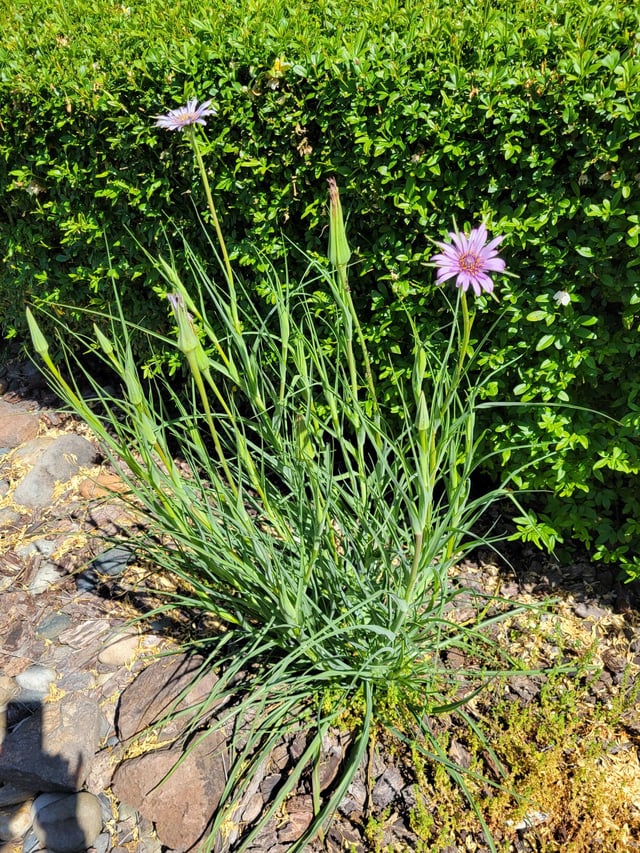 My mom asked me to ask my friend if they know what this is. My mom thinks Reddit is a person. – Reddit Post