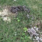 Why do these mushrooms grow here?