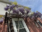 70+ year old Wisteria. Favorite part of spring – Reddit Post