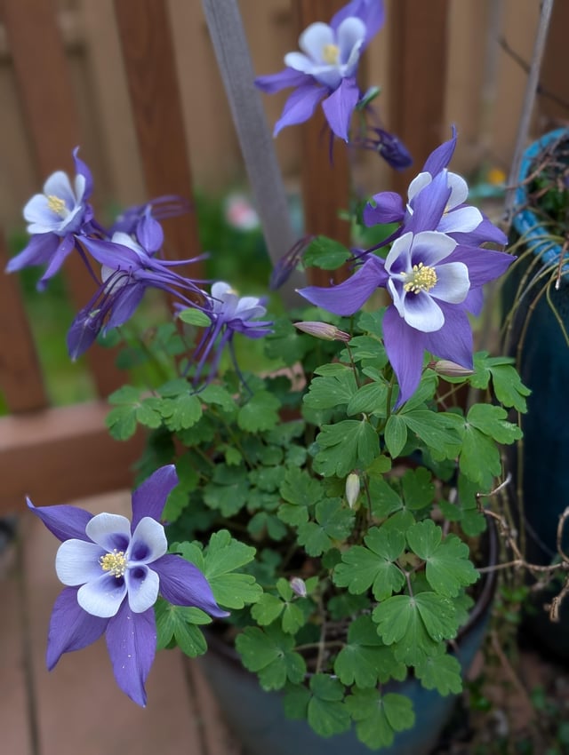 Happy Columbine – Reddit Post