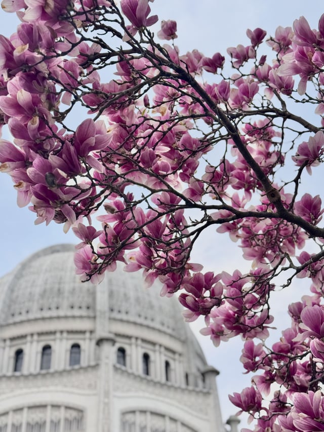Magnolia love – Reddit Post