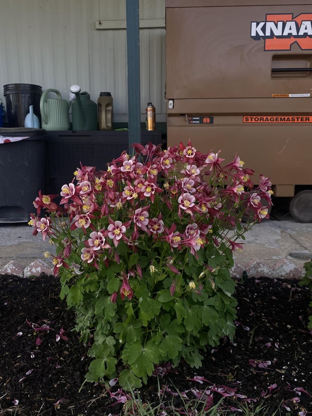 My columbine plant! – Reddit Post