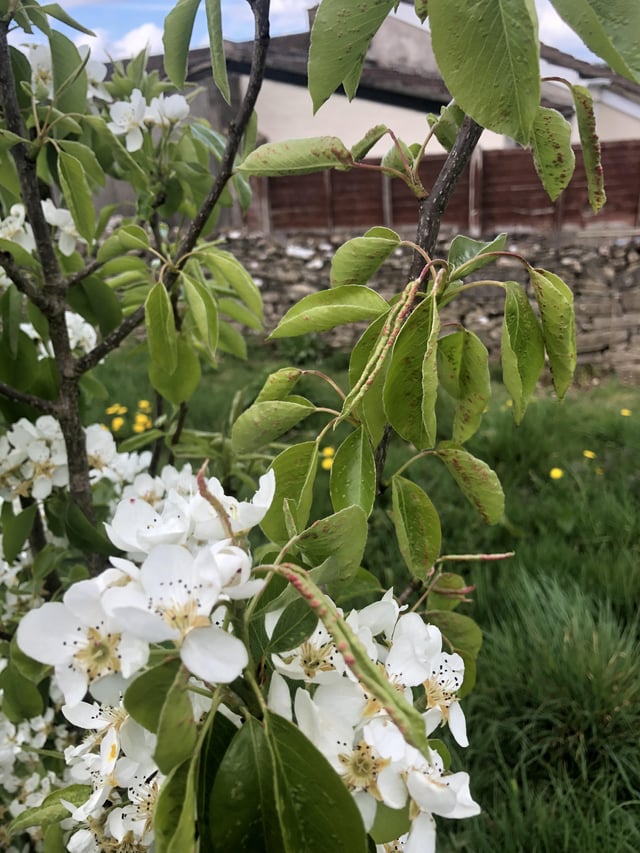 Pear tree has acne!