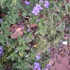 What’s this invasive bugger?