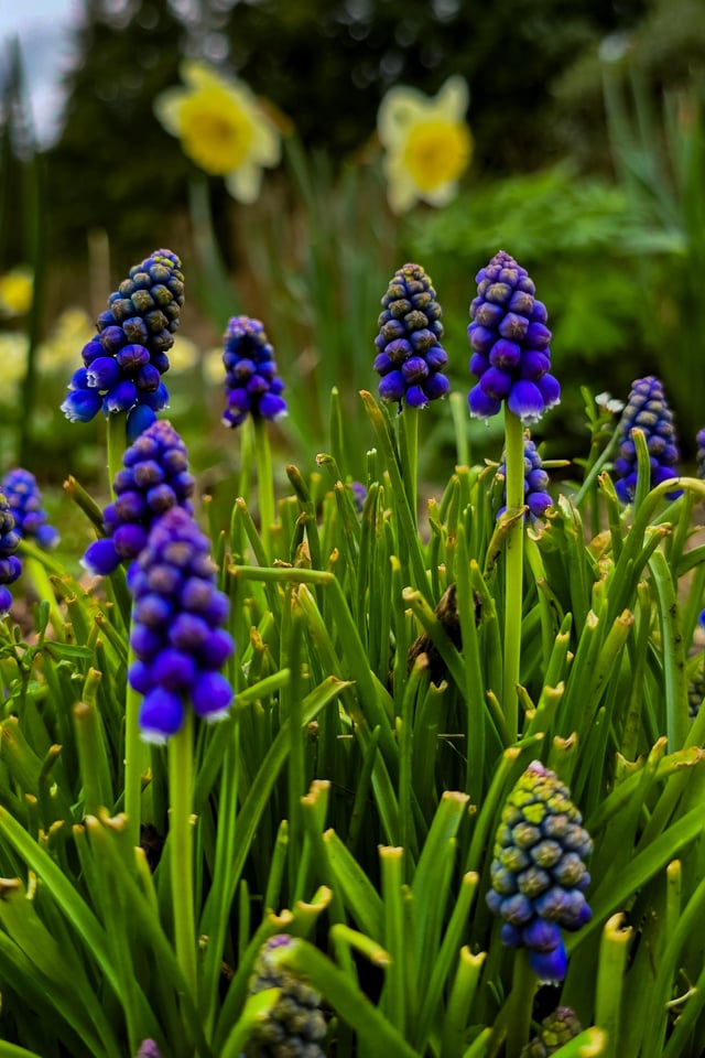 Some early spring garden members – Reddit Post