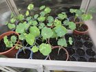 Thank you to the experts here – I got a Japanese KitKat because of your gardening advice…