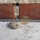 Small Nest Found