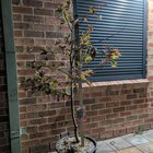 Acer maple tree.