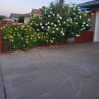 Proud of my Roses – Reddit Post