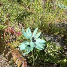 Does anyone know what this is? INaturalist was wrong! – Reddit Post