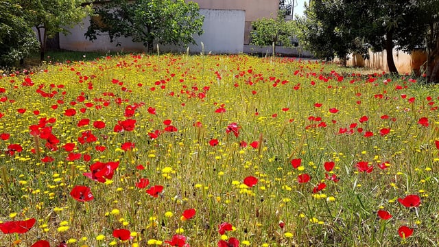 Spring is in full effect on the garden. – Reddit Post