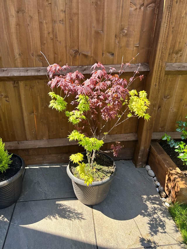 For the Acer lovers