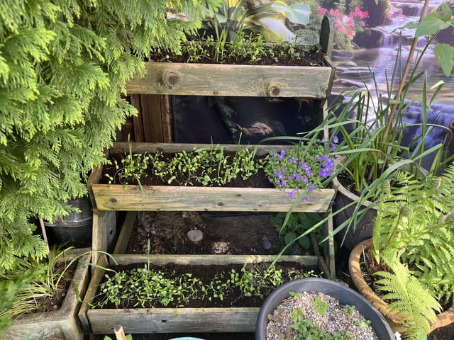 First time doing wildflowers and they are growing beautifully