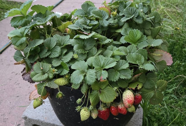 Gonna be a gooooood grow year! – Reddit Post