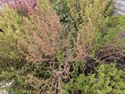 Should I cut these dead branches?
