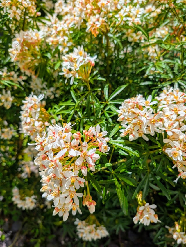 Mexican orange