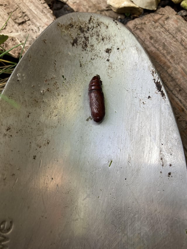 Found this in the garden. Is it friend or foe?